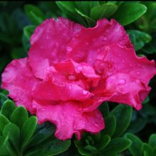 Picture of Azalea Waeles Beauty (29974)