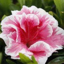 Picture of Azalea Waeles Favourite (29975)