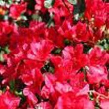 Picture of Azalea Wards Ruby (518)