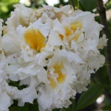 Picture of Azalea White Ice (28487)