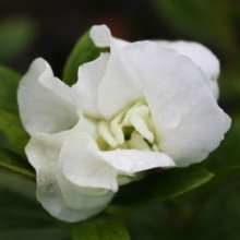 Picture of Azalea White Schame (11027)