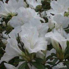 Picture of Azalea Whitehouse (11026)