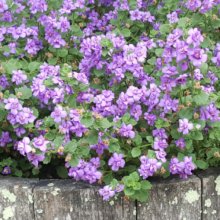 Bacopa Double Blue Picture of Bacopa Double Blue (8999)