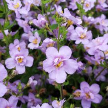 Bacopa Double Lavender Picture of Bacopa Double Lavender (11149)