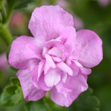 Bacopa Double Pink Picture of Bacopa Double Pink (9000)
