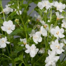 Bacopa Double White Picture of Bacopa Double White (9001)