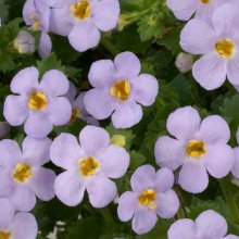 Bacopa Gulliver Blue Picture of Bacopa Gulliver Blue (10856)