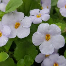 Bacopa Gulliver Lilac Picture of Bacopa Gulliver Lilac (10167)
