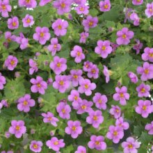 Bacopa Gulliver Pink Heart Picture of Bacopa Gulliver Pink Heart (30439)