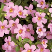 Bacopa Gulliver Pink Picture of Bacopa Gulliver Pink (12025)