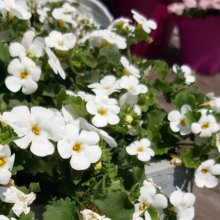 Bacopa Gulliver White Picture of Bacopa Gulliver White (10784)