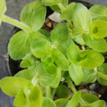Picture of Bacopa Lanigera (29333)