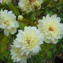 Picture of Rose Banksia Alba Clg-Rose (537)