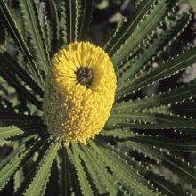 Banksia Attenuata Dwarf Picture of Banksia Attenuata Dwarf (11659)