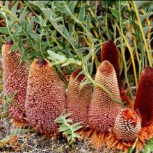 Banksia Blechnifolia Picture of Banksia Blechnifolia (10601)