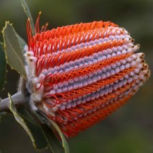 Banksia Coccinea Picture of Banksia Coccinea (11570)