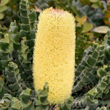 Banksia Grandis Coastal Picture of Banksia Grandis Coastal (29861)