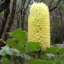 Picture of Banksia Grandis (10898)