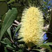 Picture of Banksia Integrifolia (538)