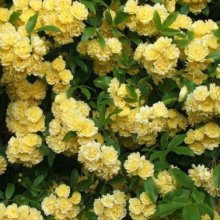 Picture of Rose Banksia Lutea Clg-Rose (539)