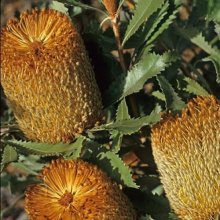 Banksia Ornata Brown Picture of Banksia Ornata Brown (12000)