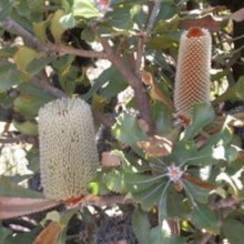 Banksia Ornata Grey Picture of Banksia Ornata Grey (10600)