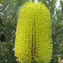 Picture of Banksia Praemorsa Yellow (12001)