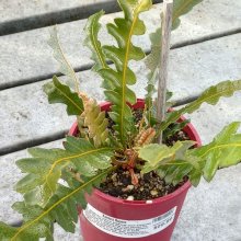 Picture of Banksia Repens (29539)