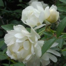 Picture of Rose Banksia The Pearl Clg-Rose (541)