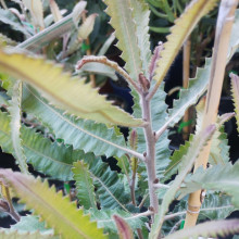 Banksia Menziesii Picture of Banksia Menziesii (31087)
