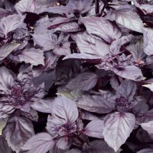Basil Dark Opal Picture of Basil Dark Opal (7460)