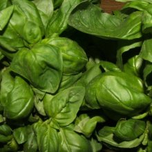 Basil Sweet Genovese Picture of Basil Sweet Genovese (7459)