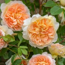 Bathsheba Std 80cm-Rose Picture of Bathsheba Std 80cm-Rose (30135)