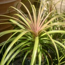 Beaucarnea Recurvata Picture of Beaucarnea Recurvata (555)