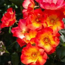 Bee Scene-Rose Picture of Bee Scene-Rose (30199)