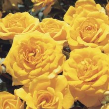 Picture of Beehive Gold Std 45cm-Rose (557)