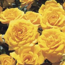 Beehive Gold-Rose Picture of Beehive Gold-Rose (556)