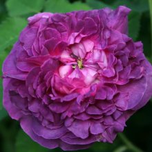 Belle De Crecy-Rose Picture of Belle De Crecy-Rose (7863)