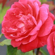 Benjamin Britten-Rose Picture of Benjamin Britten-Rose (566)
