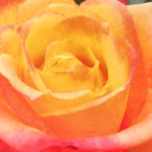 Picture of Benson and Hedges Gold-Rose (31129)