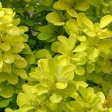 Picture of Berberis Maria (568)
