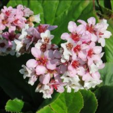 Bergenia Marshmallow Picture of Bergenia Marshmallow (10871)