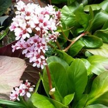 Bergenia Wanaka Snow Picture of Bergenia Wanaka Snow (12069)