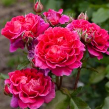 Picture of Berry Nice Pillar -Rose (29897)
