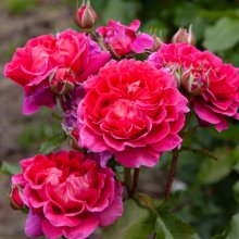 Picture of Berry Nice Std 45cm-Rose (29938)