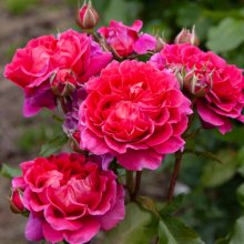 Berry Nice Std 80cm-Rose Picture of Berry Nice Std 80cm-Rose (29906)