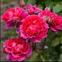 Berry Nice-Rose Picture of Berry Nice-Rose (29392)