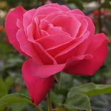 Best Friend-Rose Picture of Best Friend-Rose (573)