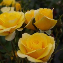 Best Wishes Std 80cm-Rose Picture of Best Wishes Std 80cm-Rose (576)