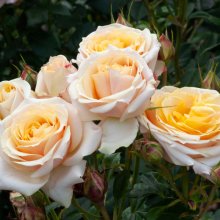 Better Times-Rose Picture of Better Times-Rose (30572)